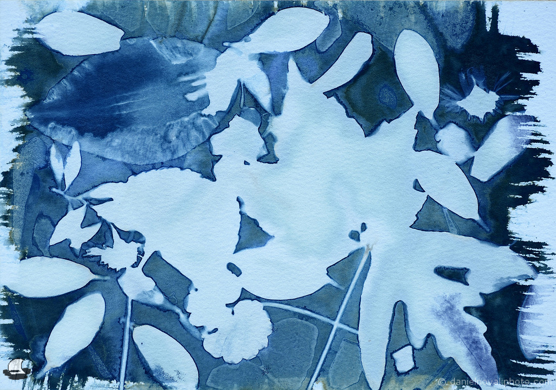 Leaves 1, Wet Cyanotype Photogram, Batch 26, From the Garden