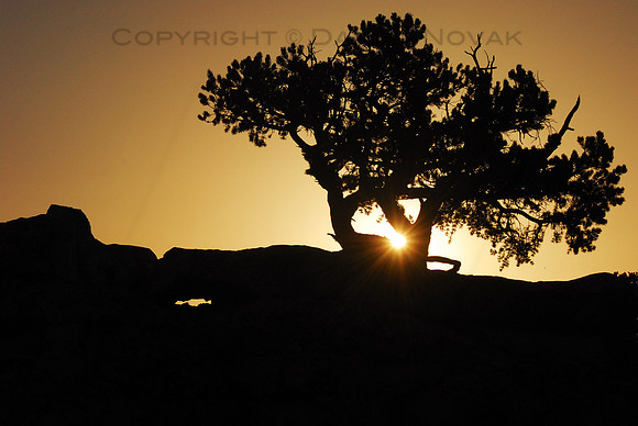 A silhouetted tree at sunset, North Rim Grand Canyon, Arizona (AZ).