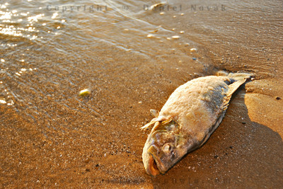 One of many dead fish in Woodlawn Beach State Park. FIsh #4.