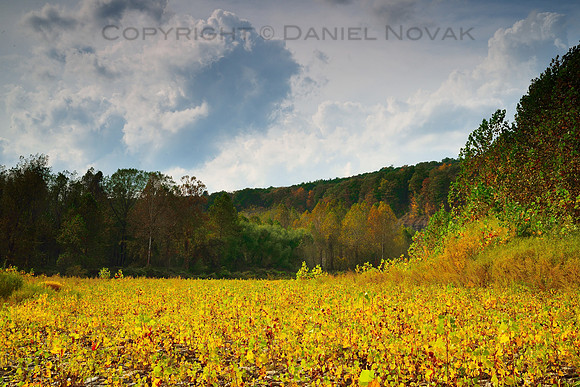 Genesee River Bed in the Fall