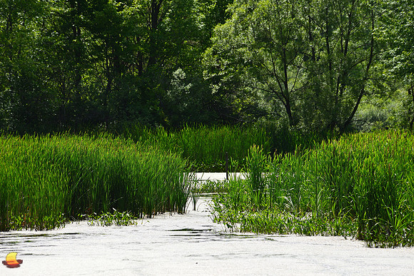 On a Pond in Summer