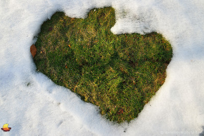 Spring Coming?, Patch of Grass in Snow, Western New York, 2014.