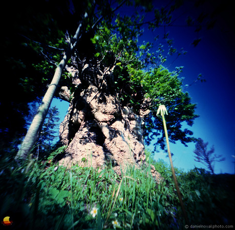 Big Meadow Willow Tree, Pinhole Photography