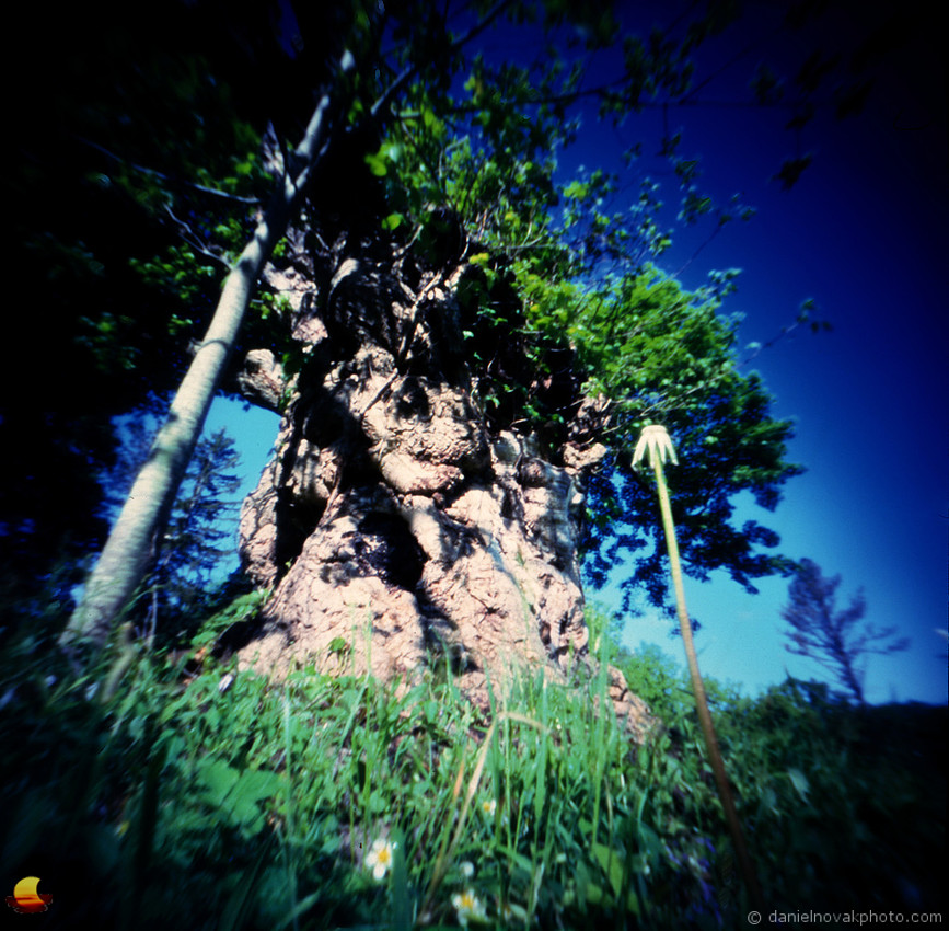 Big Meadow Willow Tree, Pinhole Photography. terraPIN ACME 3-d printed camera, Kodak Ektachrome E100 reversal film, Unicolor E-6 KIT.