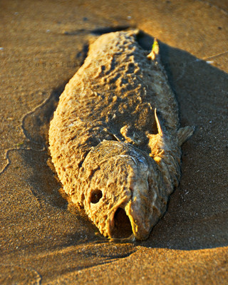 One of many dead fish in Woodlawn Beach State Park. FIsh #2.