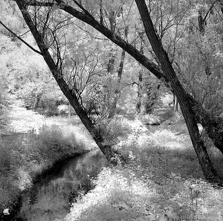 Leaning over the Creek in Birdsong on Infrared
