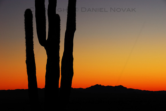 Sunrise over Wild West, a high contrast stark silhouette of a Saguaro Cactus against colorful sky, Camelback Mountain, Phoenix, Arizona (AZ).
