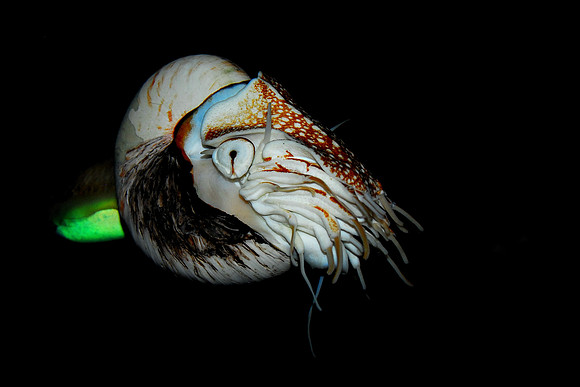 Nautilus