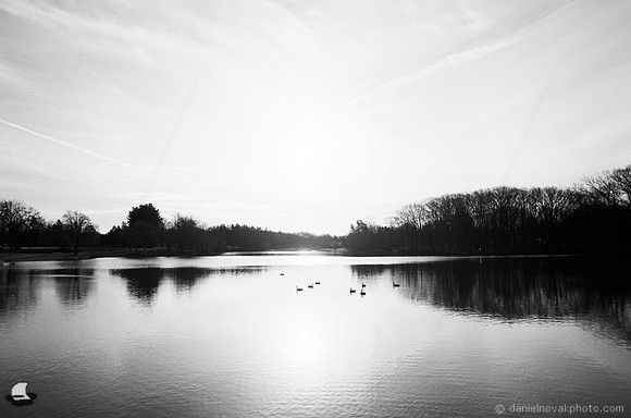 Geese at Sunrise, Green Lake, Orchard Park