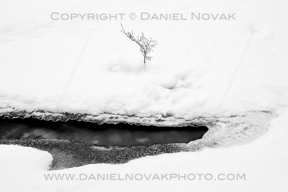 Reaching for Life, a Tree Branch Peeking through Ice and Snow at Emery Park.