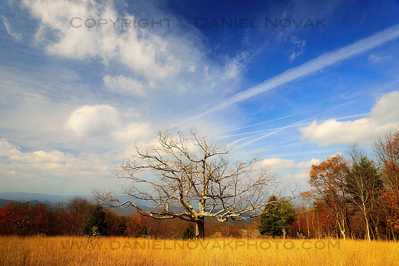 Lonely Tree of Shenandoah National Park, A Golden Meadow in the Fall - Autumn, Virginia (VA).