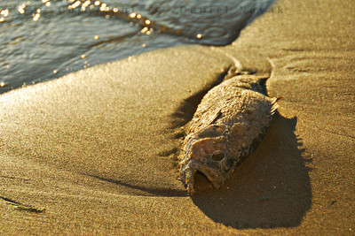 One of many dead fish in Woodlawn Beach State Park. FIsh #3.