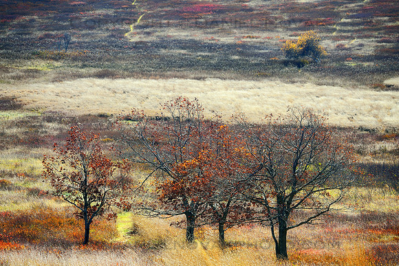 The Big Meadow Painting, Shenandoah National Park, Virginia (VA).