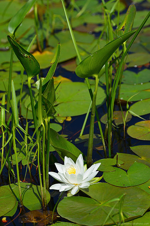 Water Lily in Bloom