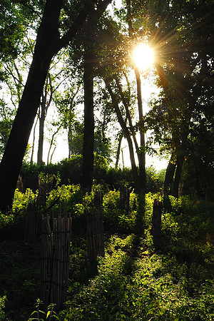 Sunrise over the swamps of Tifft Nature Preserve, Buffalo, NY.
