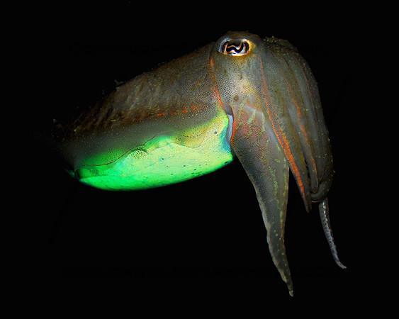 Cuttlefish