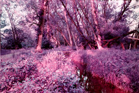A Creek Flows Through, Birdsong Park, Orchard Park, NY. Pentax Spotmatic, Lomochrome Purple Film.