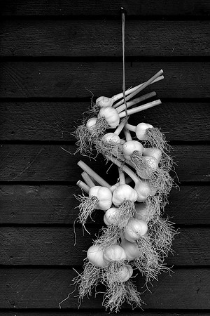 Traditional drying tied and hung bunch of garlic, Southern Moravia, Czech Republic.