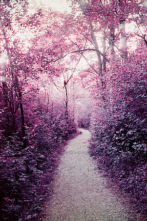 Purple Canopy. Birdsong Park, Orchard Park, NY. Pentax Spotmatic, Lomochrome Purple Film.