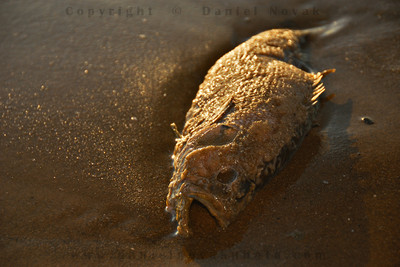 One of many dead fish in Woodlawn Beach State Park. FIsh #1.