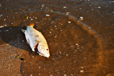 One of many dead fish in Woodlawn Beach State Park. FIsh #5.