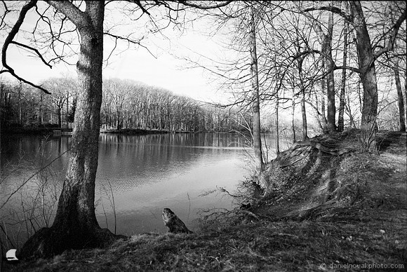 Green Lake Shoreline Trees, Orchard Park